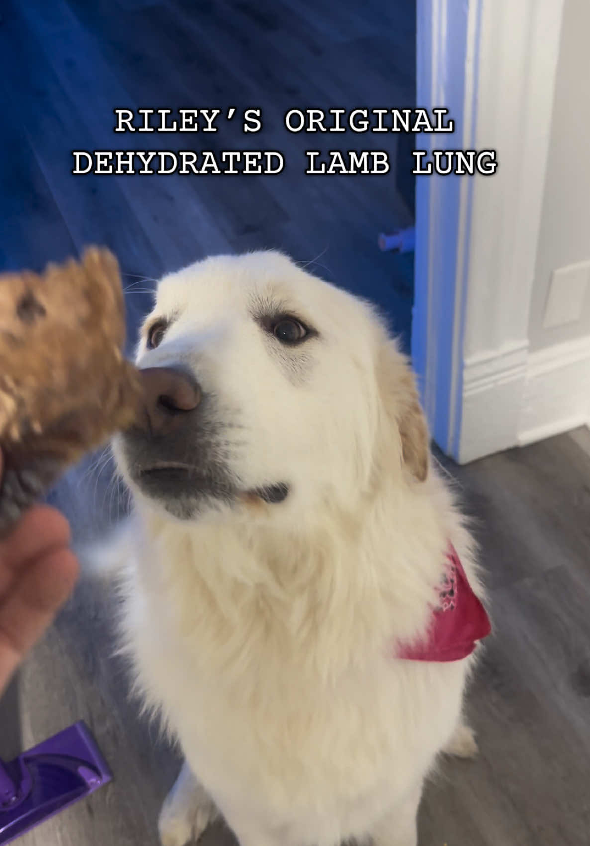 TikTok post by @chroniclesofbearandbou for PetMD Store. Caption reads: [...] that dogs love are always a win. @PetMDStore....