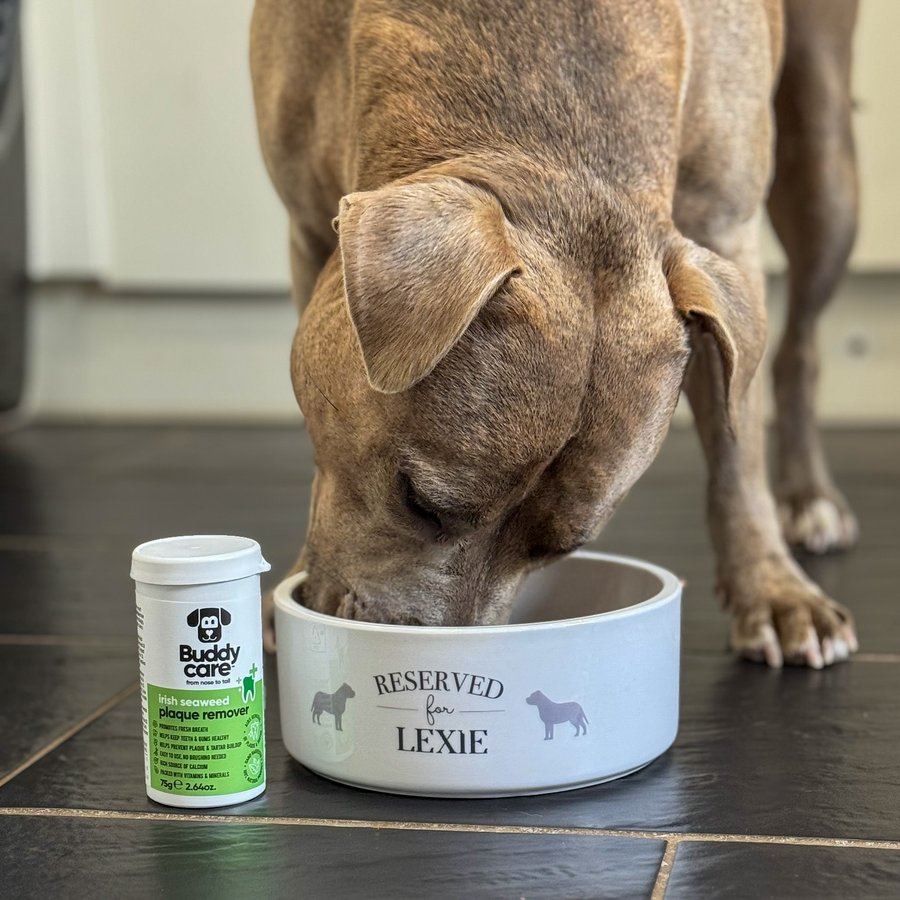 Instagram post by @lexiethestaffy_ for Buddycare Grooming. Caption reads: Monday munchies 😋

We add Irish Seaweed Plaque....