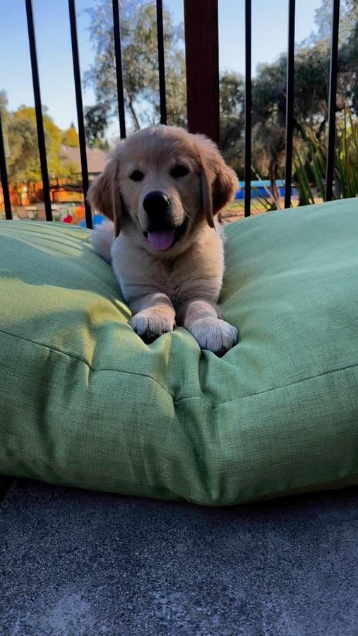 Instagram post by @goodasgoldens for Snoozer Pet Products. Caption reads: The Goldens love their new outdoors @snoozerpets....