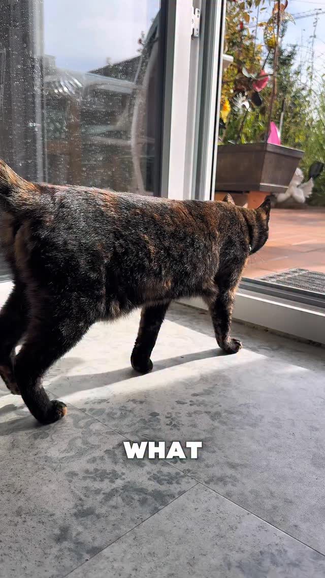 Instagram post by @mrs.miuki for Tractive. Caption reads: Ad | What would you do if your cat suddenly didn’t....