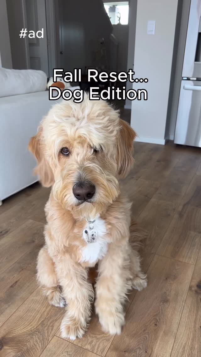 Instagram post by @vitothedogfather for BISSELL. Caption reads: #ad Fall reset? More like fur reset 🐾🍁 Luckily....