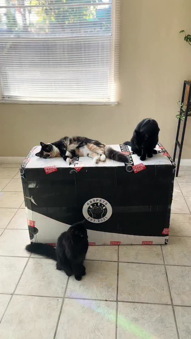 Instagram post by @herhouseofcats for KBSPETS. Caption reads: [...] kittens is very hard to find. But this....