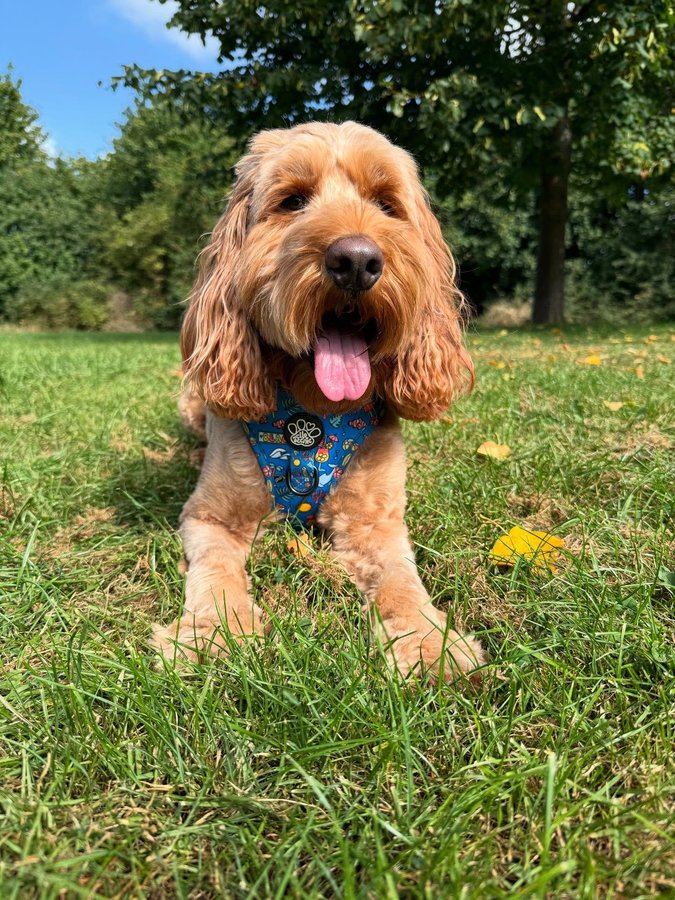 Instagram post by @iamwoodythecockapoo for Hello Beenie. Caption reads: [...] what you do!!!

OOTD:
Summer Lovin’....
