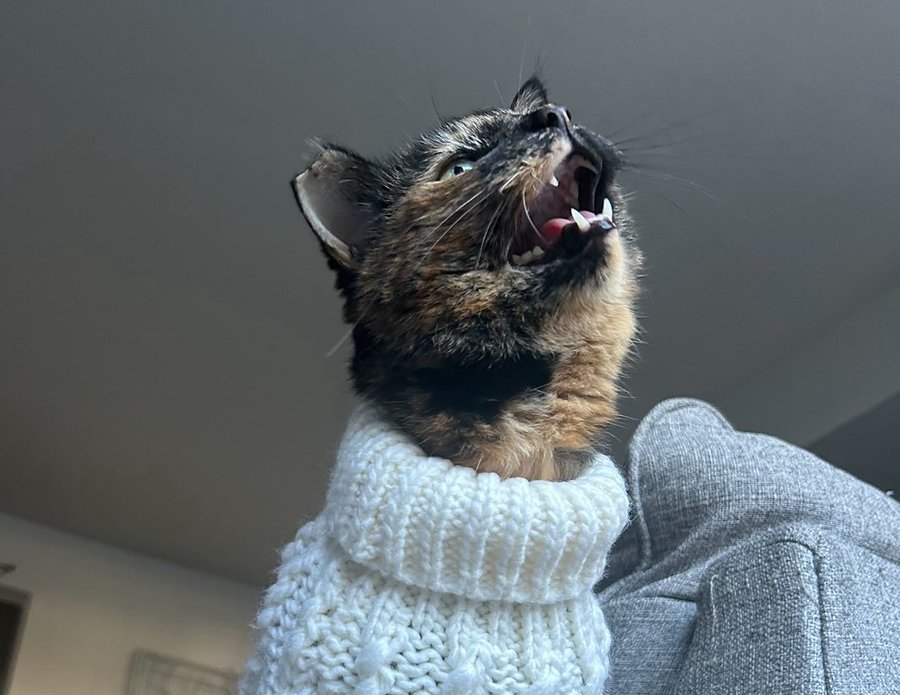 Instagram post by @screamy_beany for Sassy Woof. Caption reads: #ScreamyBeany screaming for Sweater Weather! 🍂....