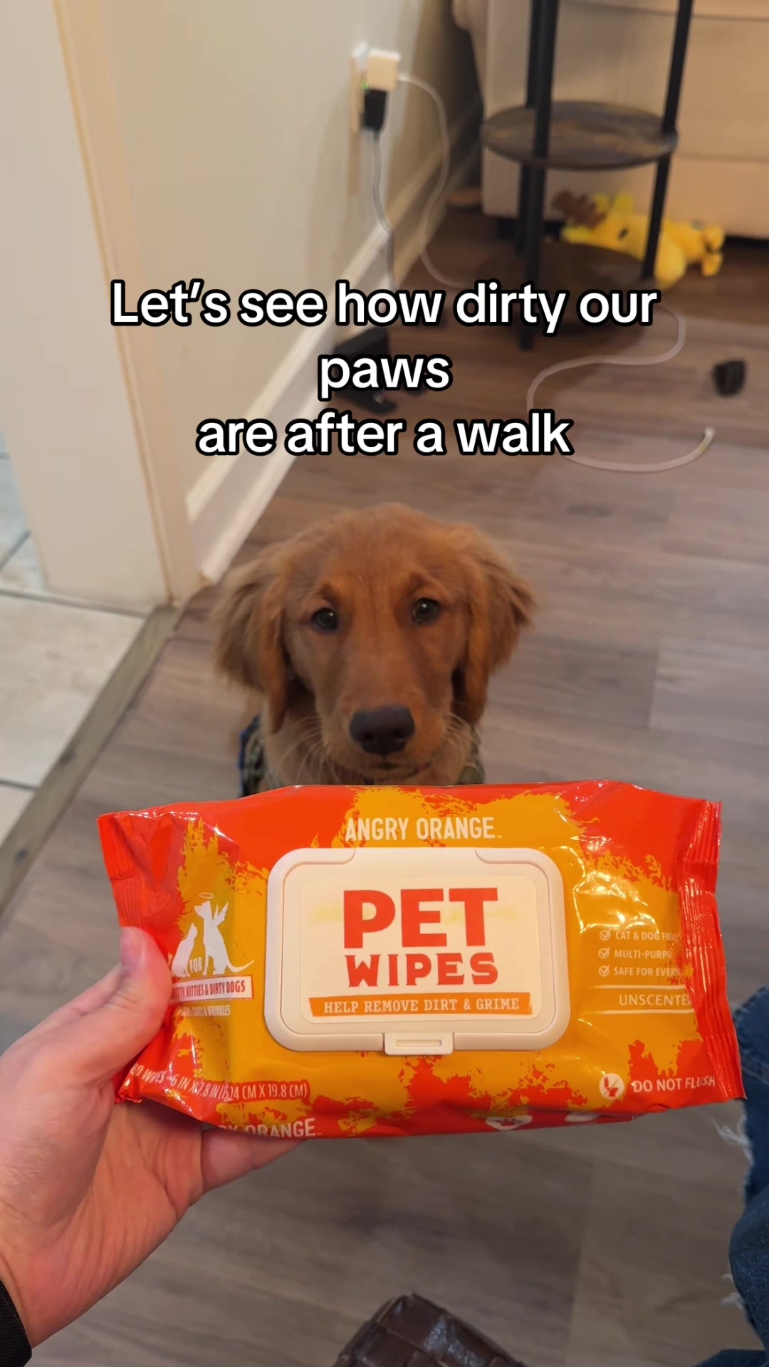 TikTok post by @finn.thegolden.boy for Angry Orange. Caption reads: [...] dirty paws with me after a walk with @Angry....