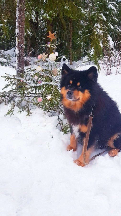 Instagram post by @teddy.thefinnishlapphund for biglots. Caption reads: We wish you all a Merry Christmas 🎄❤🎅
Thank you....