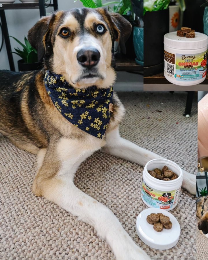 Instagram post by @kona_the_coffeebean for Bernie's Best. Caption reads: Happy wellness Wednesday!
Everyone always....