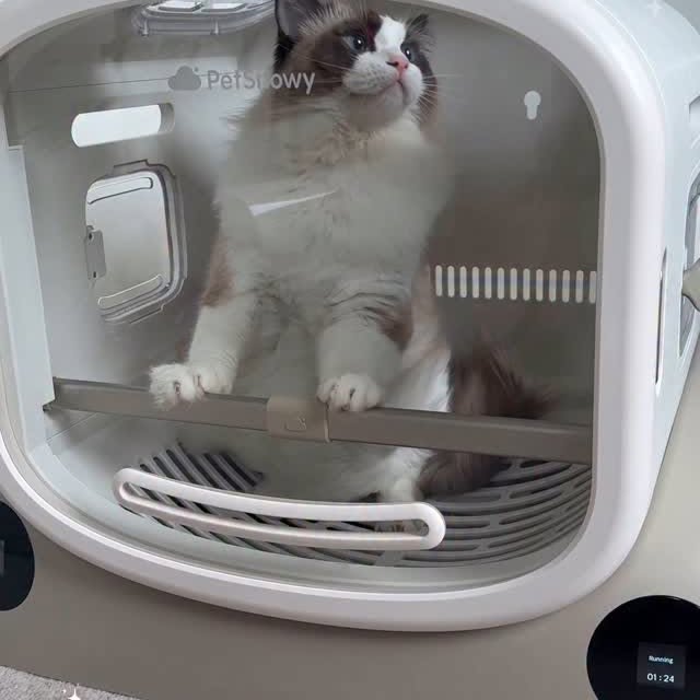 Instagram post by @ragdollatticus for PetSnowy. Caption reads: [...] skydiving👀😹

Joking, this is the....