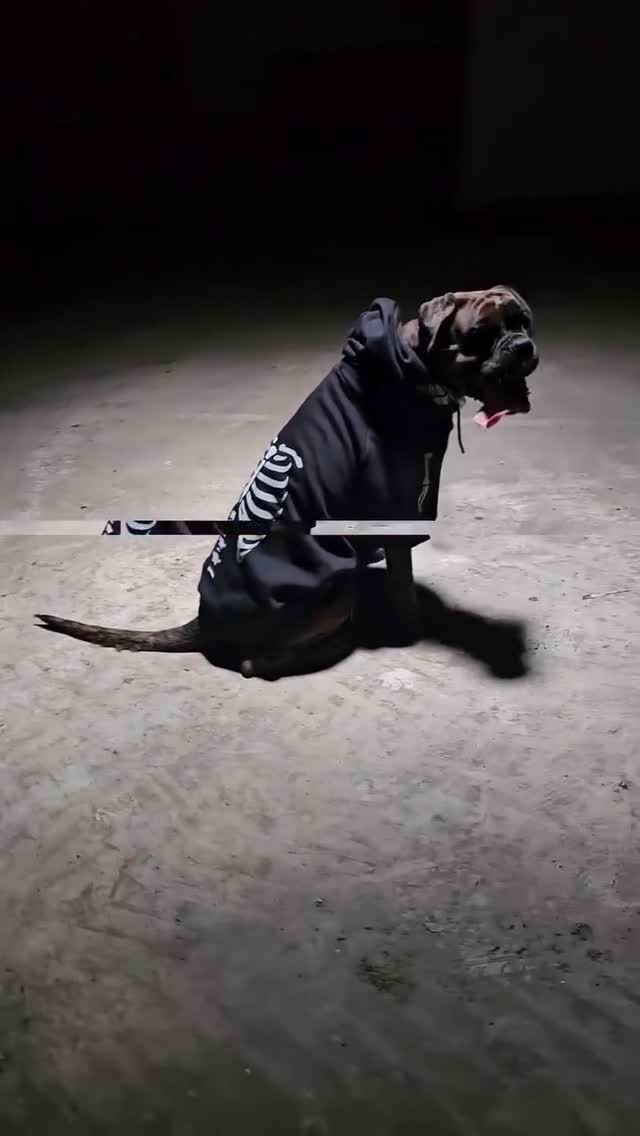Instagram post by @ayla.the.boxer for Spark Paws. Caption reads: Woah, this pup has taken spooky season LITERALLY!....