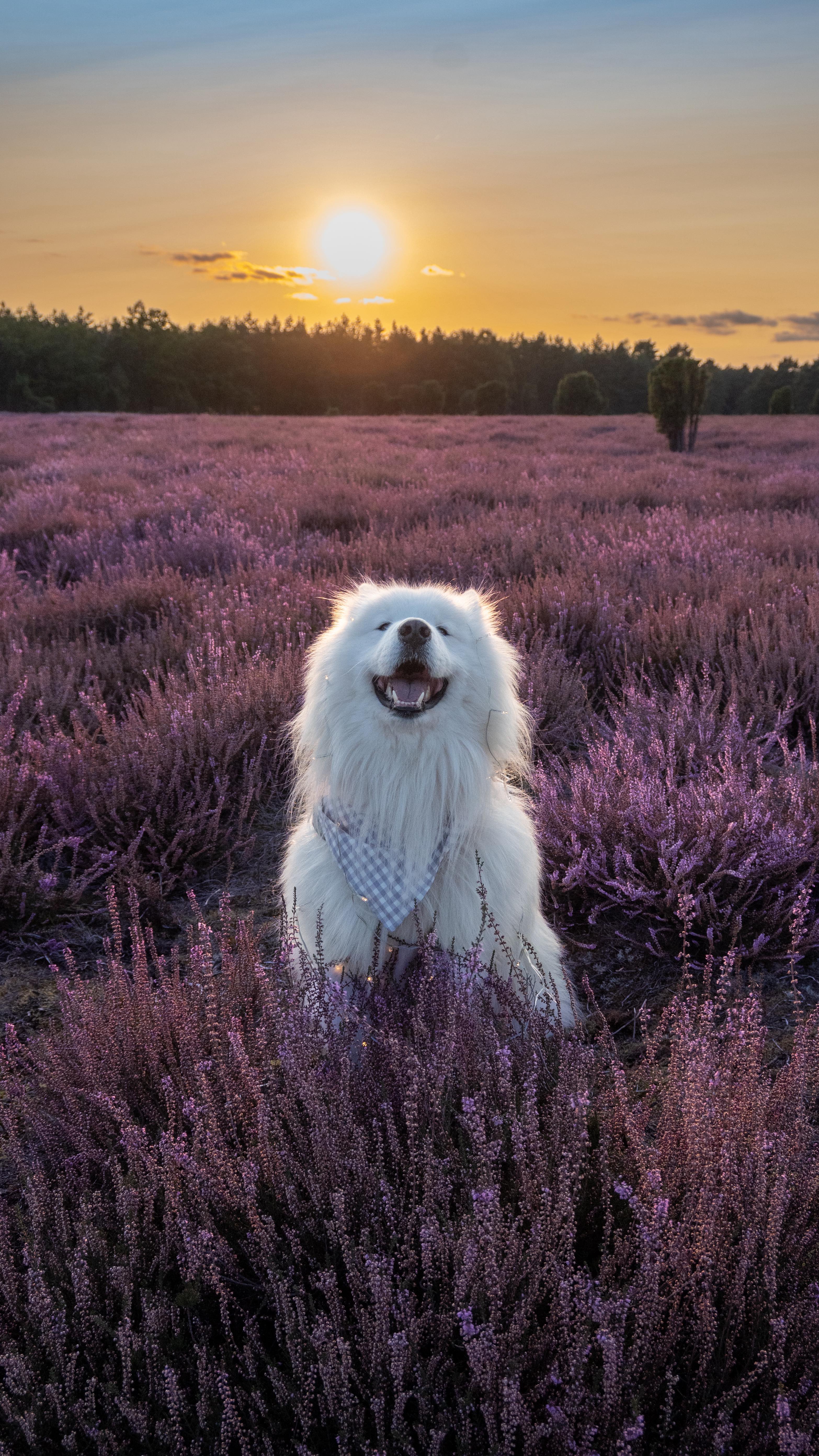 Instagram post by @wanderlust_samoyed for Tractive. Caption reads: Better safe than sorry ❤️ 
@tractive has saved us....