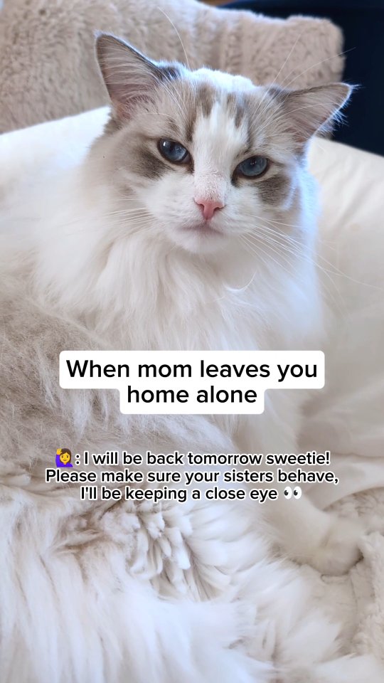 Instagram post by @theflooftales for Petlibro. Caption reads: Being the eldest sister can be tough! 😅*AD But....