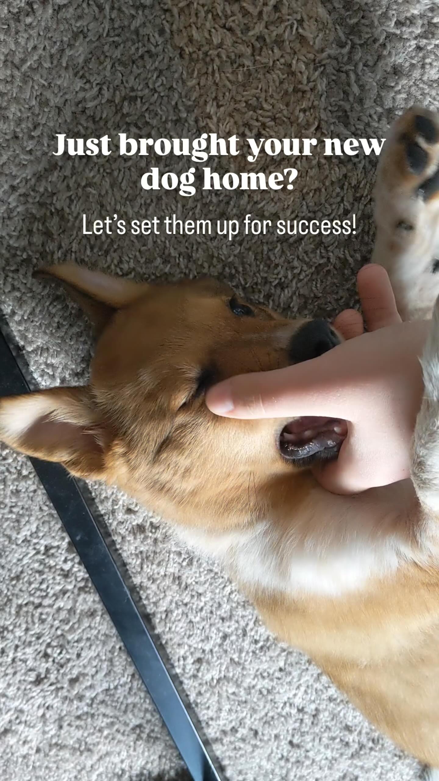 Instagram post by @kotaspen for Impact Dog Crates. Caption reads: Is your dog comfortable in a crate? 

Crate....