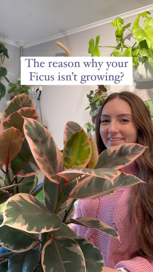 Instagram post by @the.plantylady for Soltech. Caption reads: [...] #ficuselastica #ficuscare #growlights....