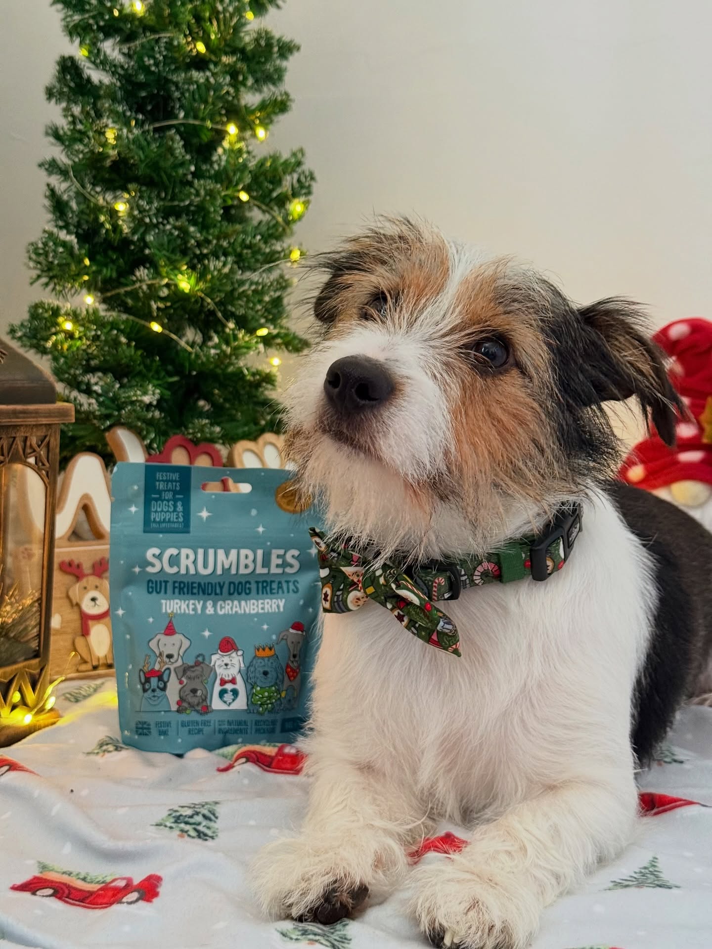 Instagram post by @walkies_with_woody for Scrumbles. Caption reads: Christmas lights, festive treats, and the sweetest....