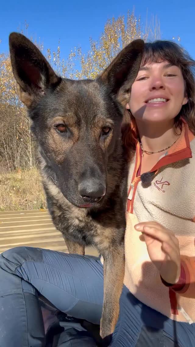 Instagram post by @vilksadventures for Tractive. Caption reads: Grateful for the peace of mind 🙏 [Paid....