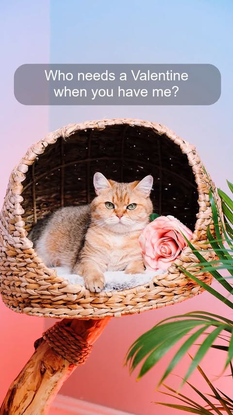 Instagram post by @golden.cheeks.cat for VanCatUK. Caption reads: [...] because they deserve everything. VanCatUK....