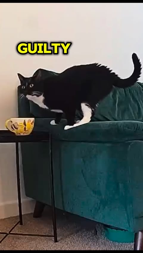 Instagram post by @harvey.the.tux for Petlibro. Caption reads: [...] remorse. 

AD | All recorded by the....