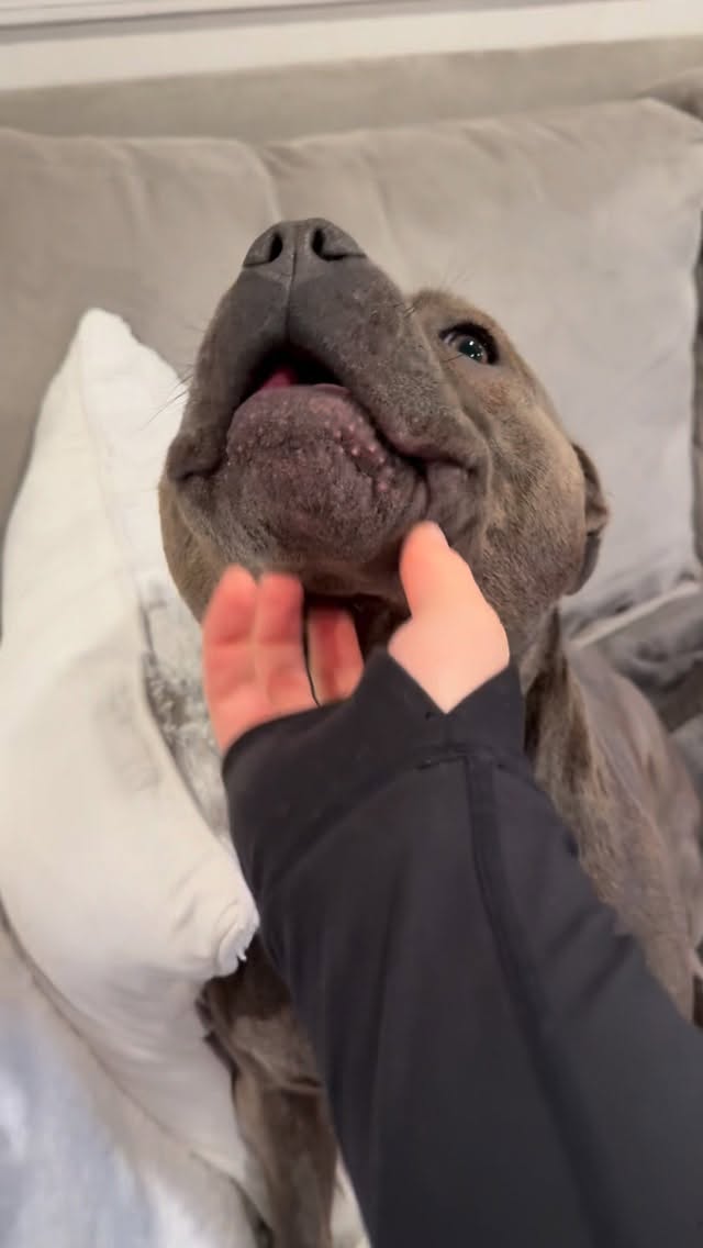 Instagram post by @enzothebluestaffordshire for Sundays for Dogs. Caption reads: Enzo favorite time of the day is meal time! 
And....