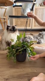 Instagram post by @plumestagram for AND PLANTS. Caption reads: 我が家におニューの葉っぱちゃんを @andplants.jp....