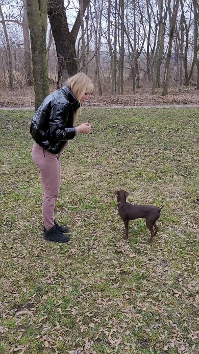 Instagram post by @angelikawator for Brit Petfood. Caption reads: Psiemka🐕
Od jakiegoś czasu jest ze mną psie....