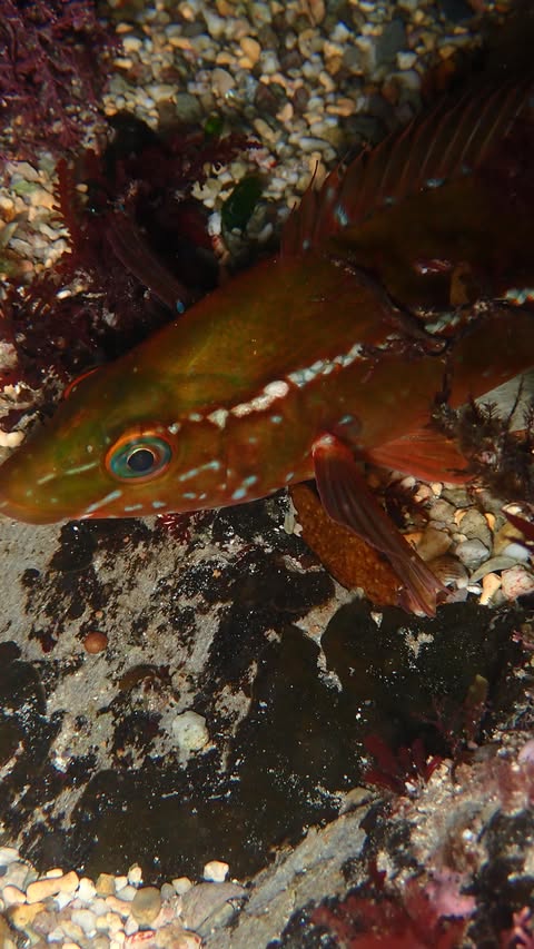 Instagram post by @giosdiving for dryrobe. Caption reads: I love exploring the rockpools at low tide here in....
