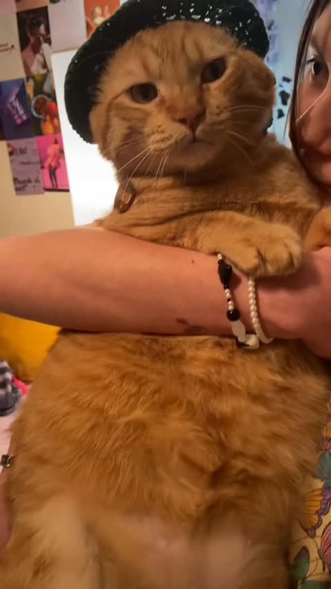 Instagram post by @peachandpumpky for Zoetis Petcare. Caption reads: [...] cat breeds on the breed explorer by....