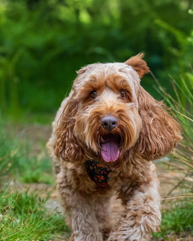 Instagram post by @iamwoodythecockapoo for Hello Beenie. Caption reads: 👀 Professional Will Look Wednesday 👀

This is....