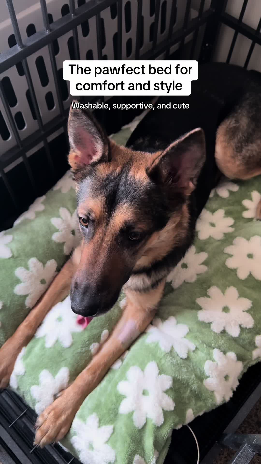 TikTok post by @fluff_force for Lesure Pet. Caption reads: [...] so much stress as Apollo is healing. @Lesure....