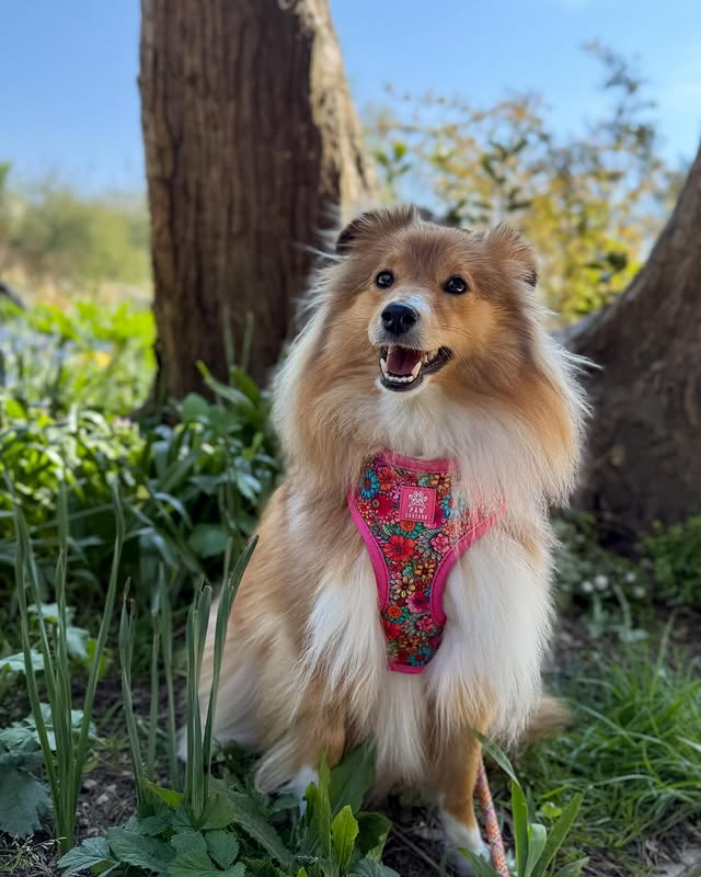 Instagram post by @thewelshsheltie for Paw Couture. Caption reads: [...] more fun adventures ☀️ Wearing....