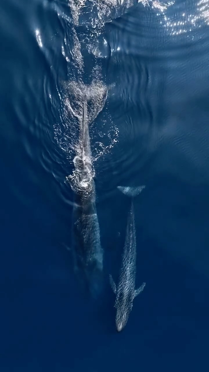 Instagram post by @seefromtheoceans for Visit Maldives. Caption reads: Two hearts, one ocean.

#bluewhale #oceans #océan....