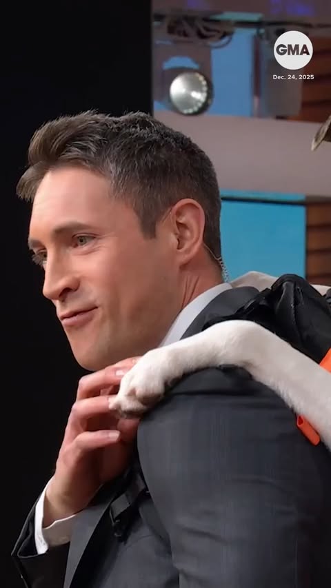 Instagram post by @madmax_fluffyroad for Good Morning America. Caption reads: Bryan Reisberg, the man behind the viral account....