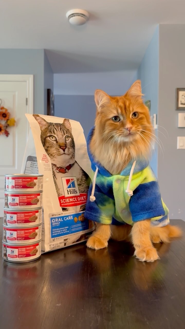 Instagram post by @theoreocatofficial for Hills Pet. Caption reads: Hill’s Science Diet helps make comfy cozy meals....