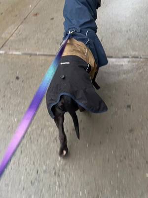 TikTok post by @queenkam24 for Spark Paws. Caption reads: #dogsoftiktok #dograincoat @SPARK PAWS.