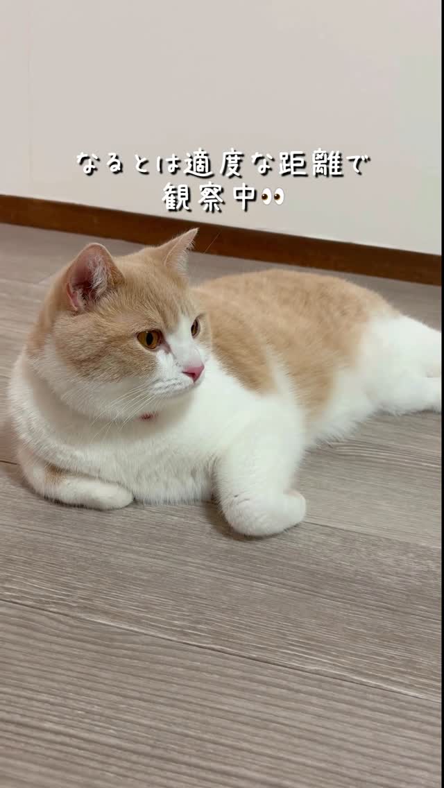 Instagram post by @nyaruto222 for PetSnowy. Caption reads: 🍥New item紹介🗒️ @petsnowy_jp さんの「全自動猫トイレ」を開封しました✨....