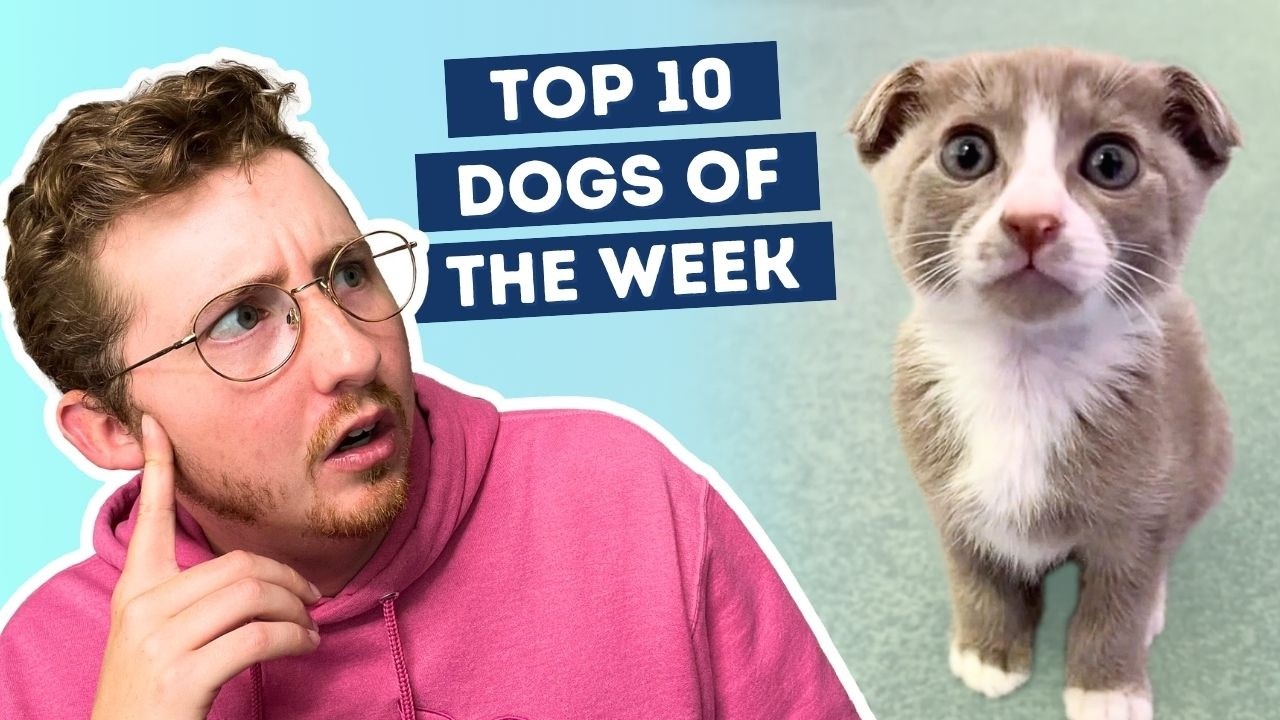 YouTube post by @dog_rates for WeRateDogs. Caption reads: This Kitten Might Secretly Be a Puppy.