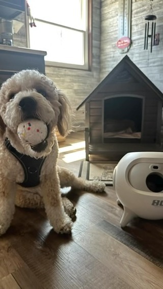 Instagram post by @waylontheminigoldendoodle for Uahpet. Caption reads: HAPPY FIRST DAY OF SUMMER!! @uahpet_official  is....