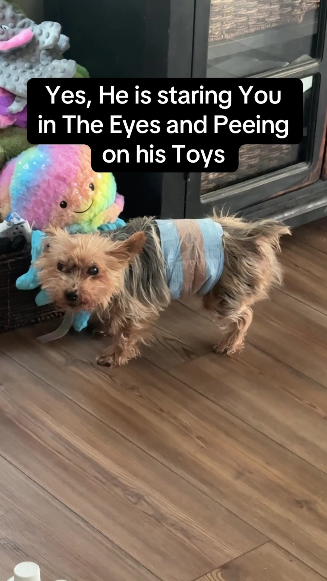 TikTok post by @kristas.kreations for HoneyCarePet. Caption reads: So much easier to change my senior Yorkie’s....