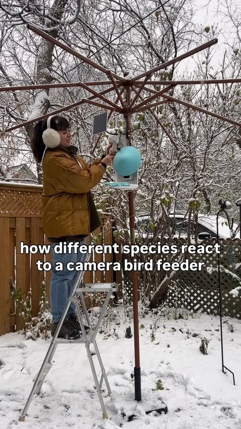 Instagram post by @jamiesbirds for Birdfy. Caption reads: [...] throughout the workday is the best 🥹....