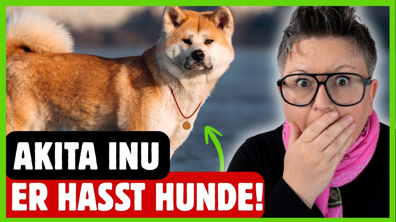 YouTube post by @DOGsTV-Hundewelt for Envato Elements. Caption reads: Akita Inu: The LEAST TOLERANT Dog Out of 96 Breeds.
