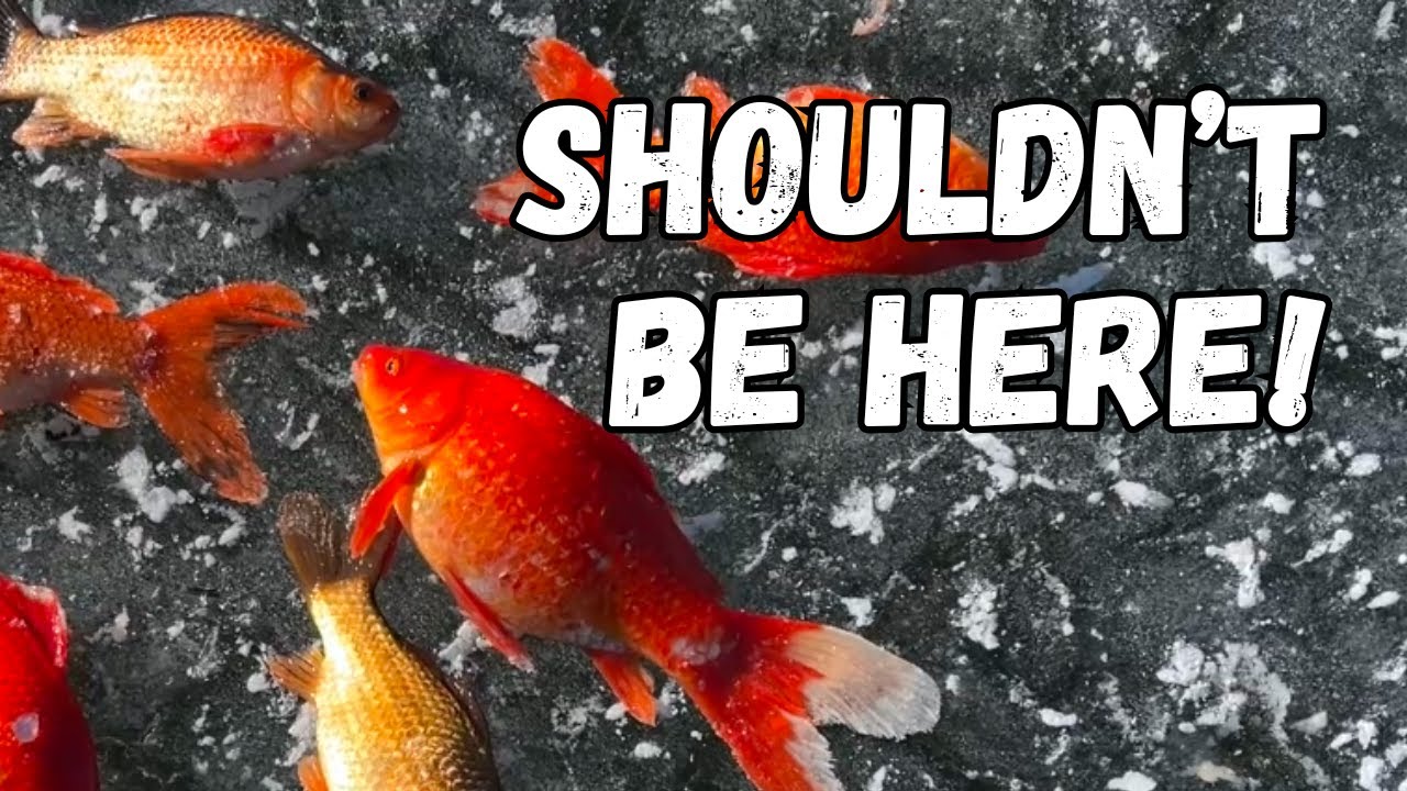 YouTube post by @UtahFishingChannel for TruDave Gear. Caption reads: Ice Fishing for GOLDFISH! Catch and Cook!.