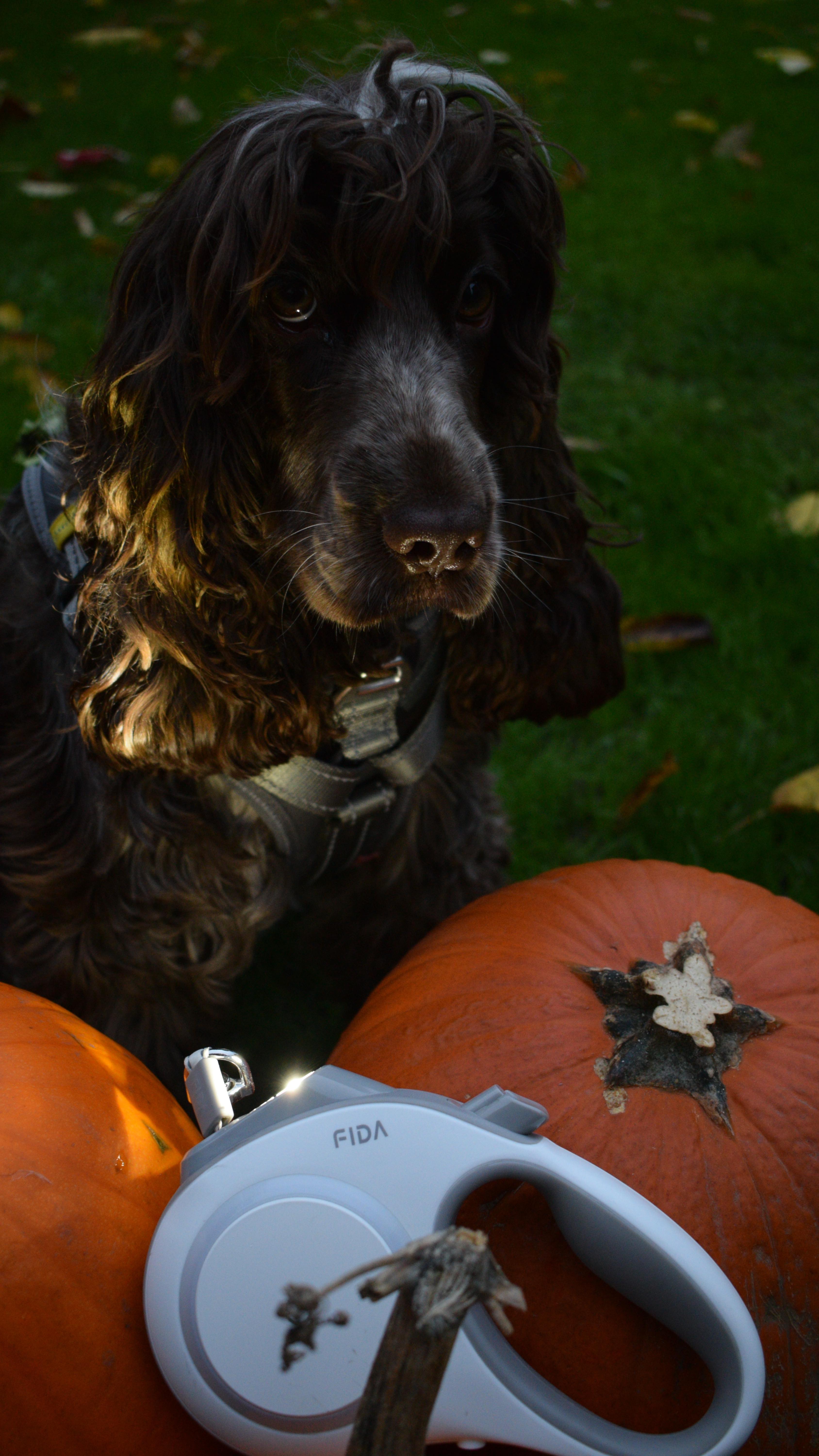 Instagram post by @stellar_thecockerspaniel for FidaPet. Caption reads: That was a close one! Thank god @fidapet had our....
