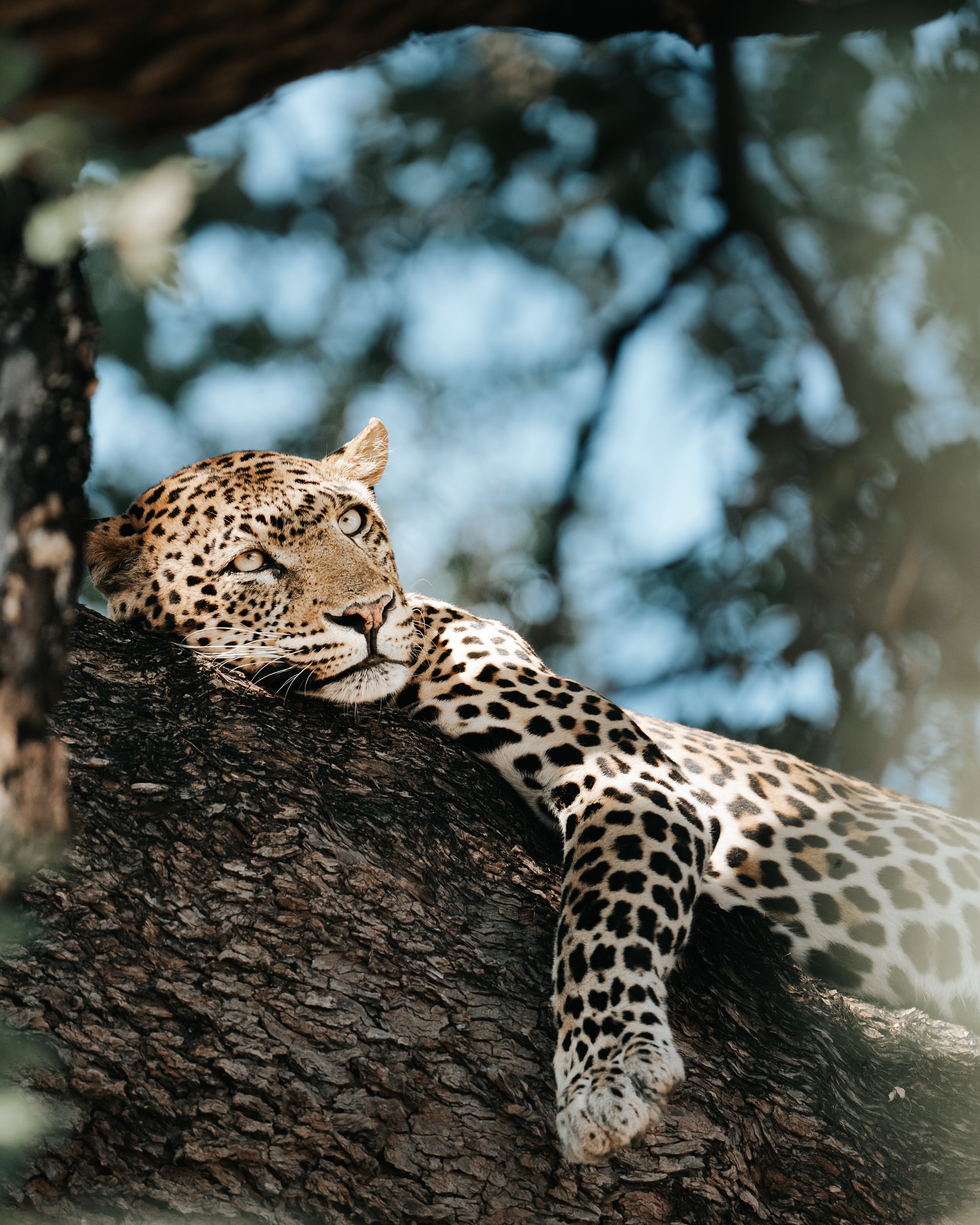 Instagram post by @paws_and_furry_tale_ for Sony Alpha. Caption reads: -Morning Dreamer-

The beauty of a leopard in a....
