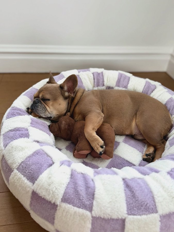 Instagram post by @tungstenfrenchie for Lesure Pet. Caption reads: Monday is gonna be a no for me. Try again on....