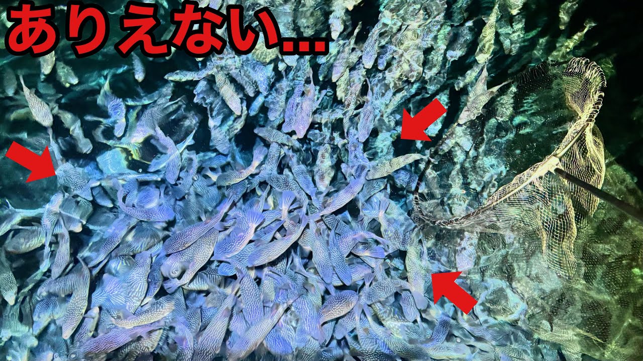 YouTube post by @Arakawa455 for OLIGHT. Caption reads: [Toriko's Puffer Whale?] A look into the breeding....