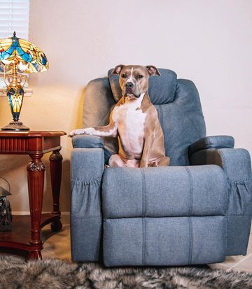 Instagram post by @indie.pittie for Best Choice Products. Caption reads: Indie has claimed my @bcproducts recliner! #ad....