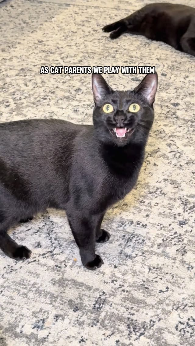 Instagram post by @mersha.theminipanther for PrettyLitter. Caption reads: [...] I checked his main health monitor:....