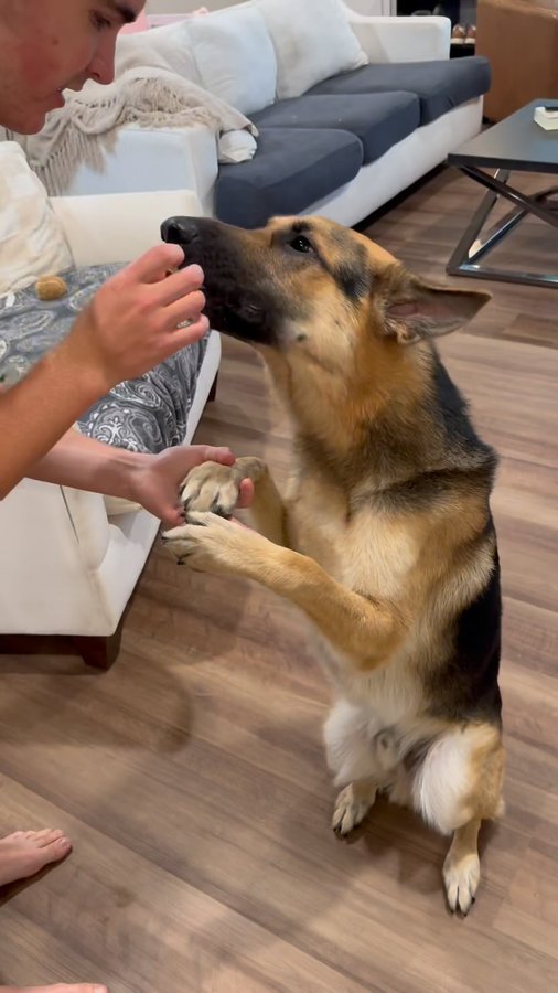 Instagram post by @caysonpensedaily for Natural Dog Company. Caption reads: We deep cleaned his ears❤️ Go to your Pet Supplies....