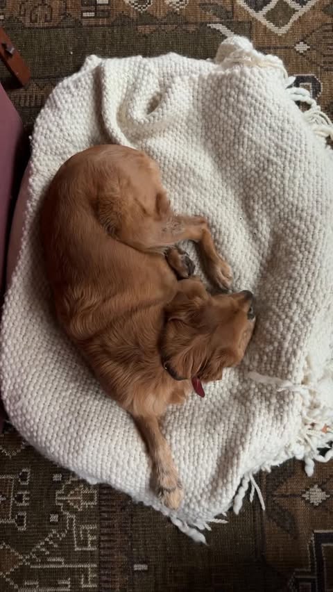 Instagram post by @ellarosemcfadin for Ring. Caption reads: The new @ring Search Party for Dogs feature was....