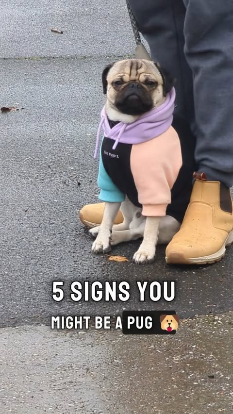 Instagram post by @mr.chunky.the.pug for EASYEAT. Caption reads: [...] own pawsonalised food station, DM me....