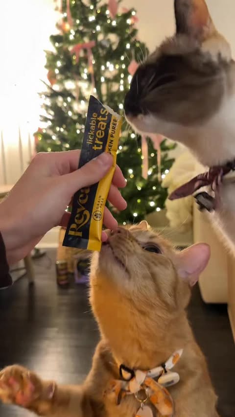 Instagram post by an influencer for Reveal Pet Food. Caption reads: [...] both @peachandpumpky and @revealpetfood #2....